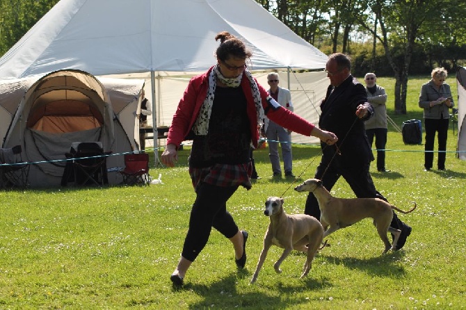 D'Esquopanity - Nationale d'Elevage 2014 du Club Français du Whippet 