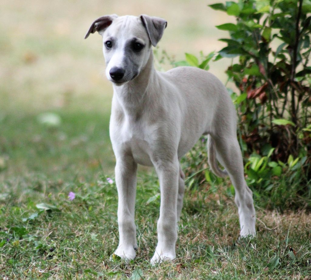 D'Esquopanity - Chiots disponibles - Whippet